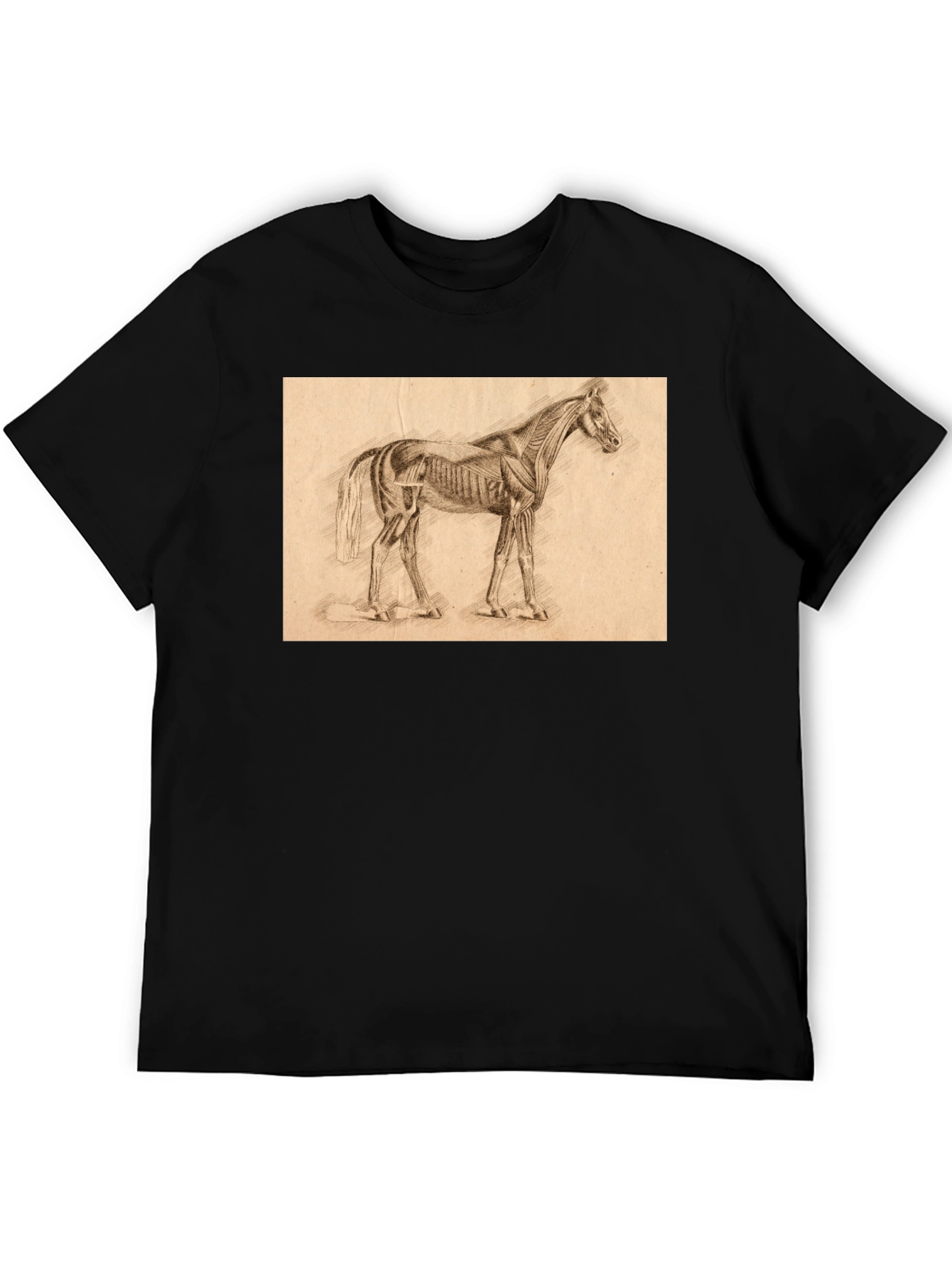 Horse Anatomy Sketch Black T-Shirt