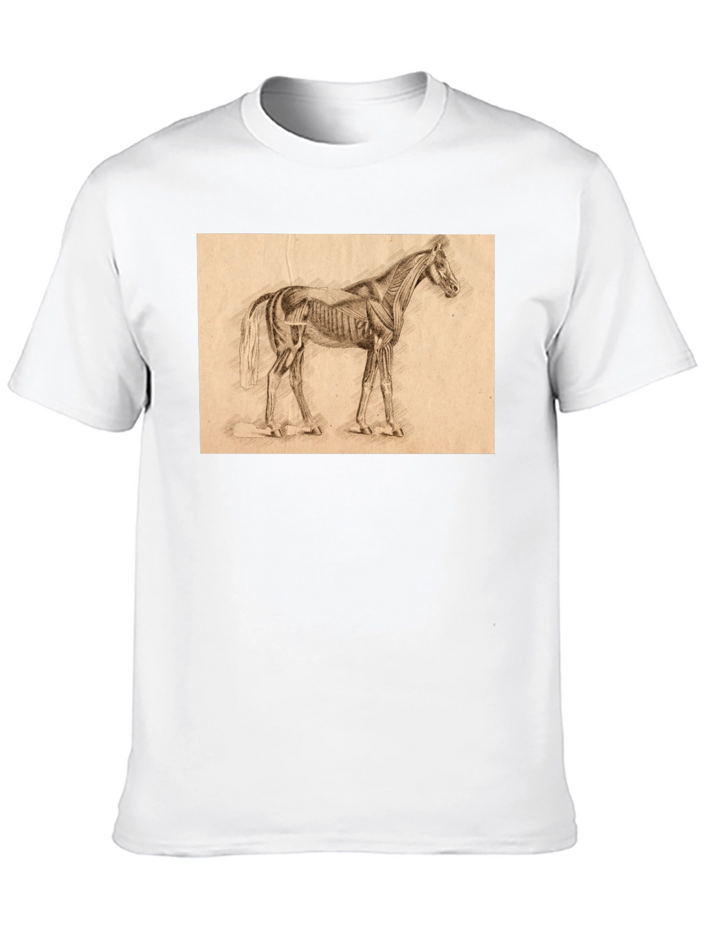 Horse Anatomy Sketch Black T-Shirt