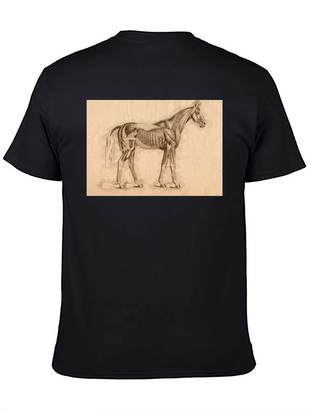 Horse Anatomy Sketch Black T-Shirt