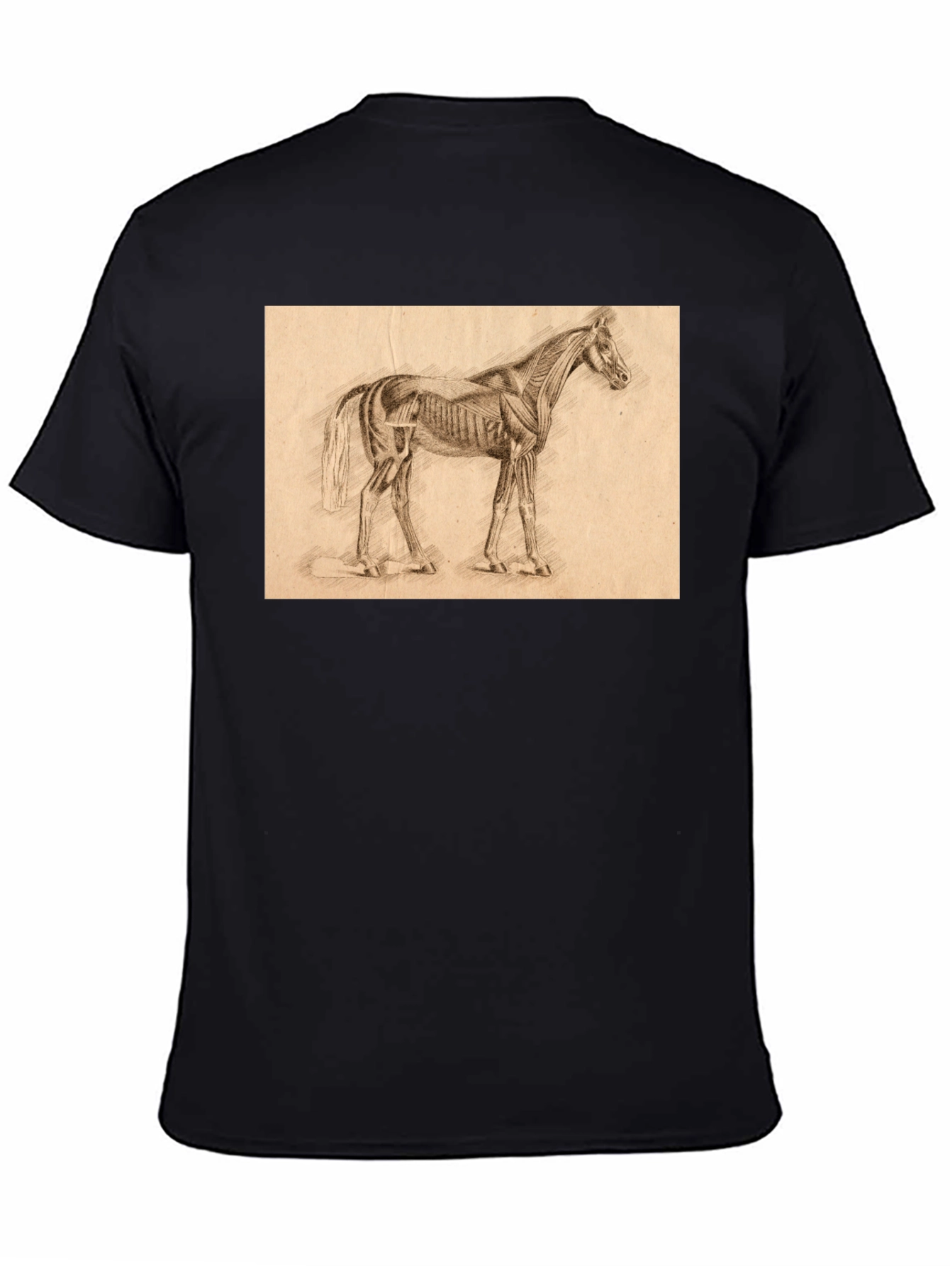 Horse Anatomy Sketch Black T-Shirt