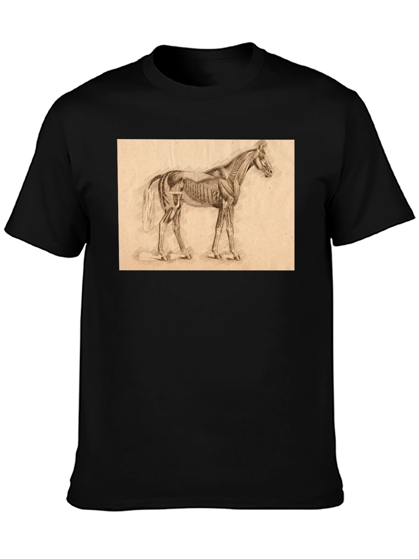 Horse Anatomy Sketch Black T-Shirt
