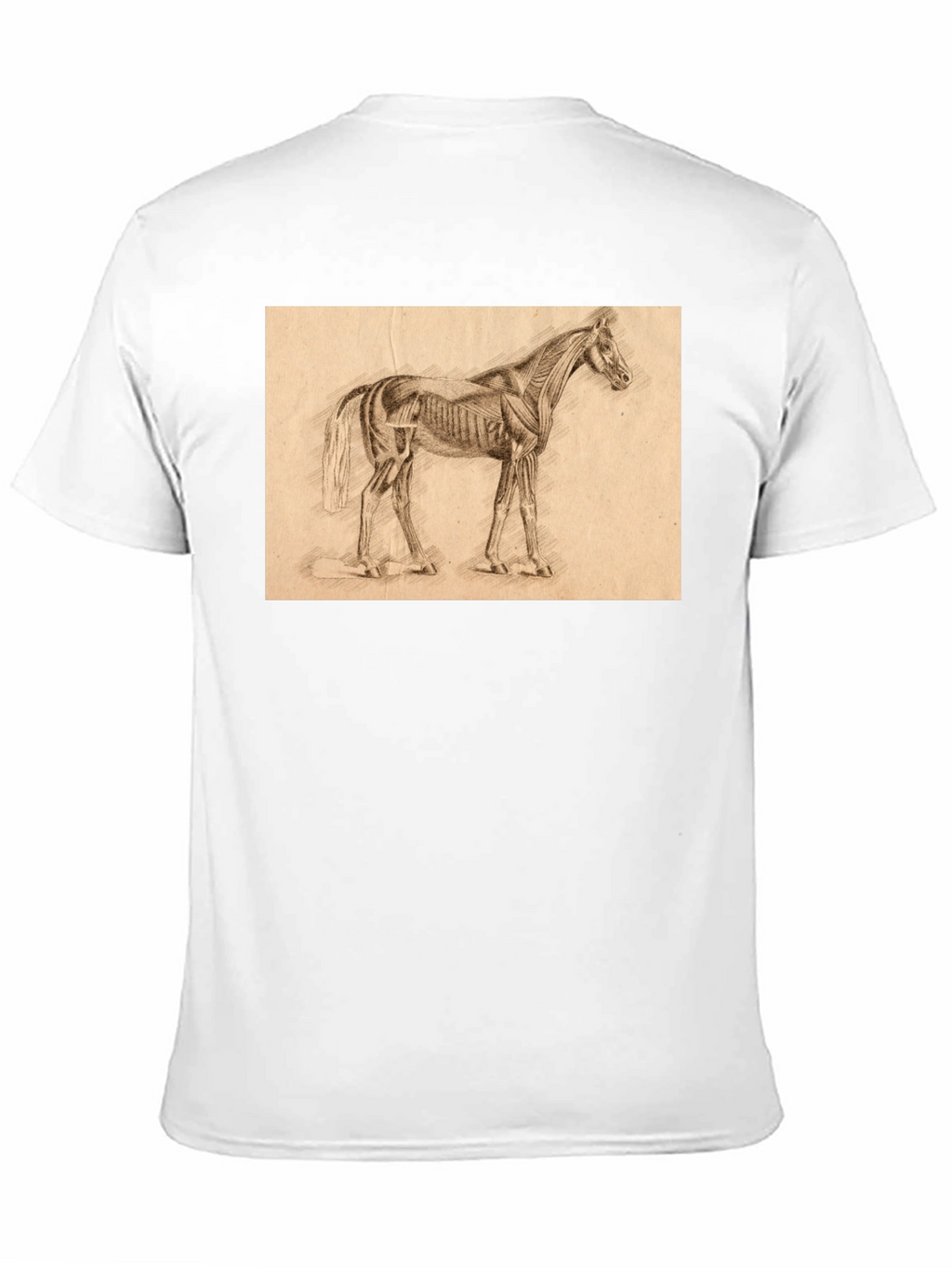 Horse Anatomy Sketch Black T-Shirt