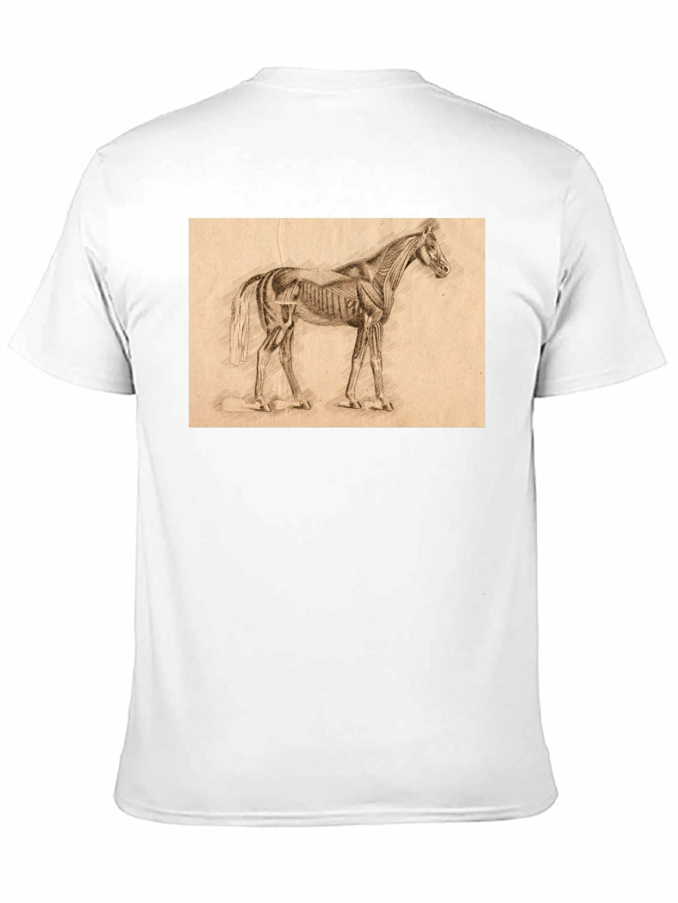 Horse Anatomy Sketch Black T-Shirt